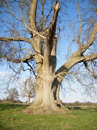 Attēlu rezultāti vaicājumam “Fraxinus excelsior”