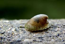 Attēlu rezultāti vaicājumam “Ancylus fluviatilis”