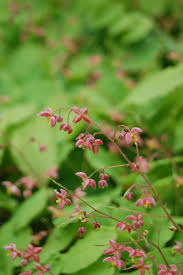 Attēlu rezultāti vaicājumam “Epimedium alpinum  flower”