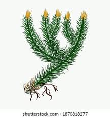 Attēlu rezultāti vaicājumam “Huperzia selago”