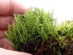 Attēlu rezultāti vaicājumam “Cratoneuron filicinum”