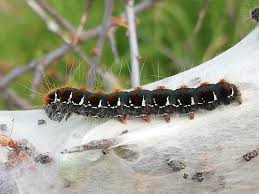 Attēlu rezultāti vaicājumam “Eriogaster lanestris larva”