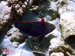 Image result for Scarus niger