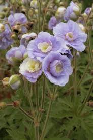 Image result for Geranium `Summer Skies`