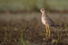 Image result for Vanellus leucurus