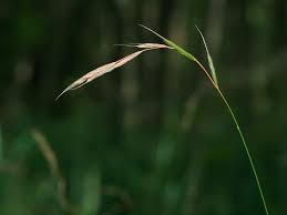 Attēlu rezultāti vaicājumam “Brachypodium sylvaticum”