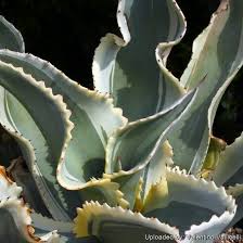 Attēlu rezultāti vaicājumam “Gypsophila fastigiata leaf”