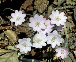 Attēlu rezultāti vaicājumam “Hepatica nobilis fruit”