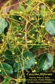 Attēlu rezultāti vaicājumam “Chara filiformis”