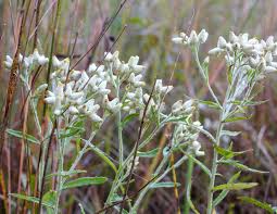 Attēlu rezultāti vaicājumam “Gnaphalium sylvaticum flower”