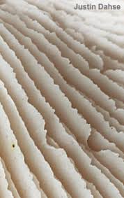 Attēlu rezultāti vaicājumam “Lentinus suavissimus”