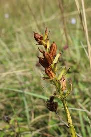 Attēlu rezultāti vaicājumam “Gymnadenia conopsea fruit”