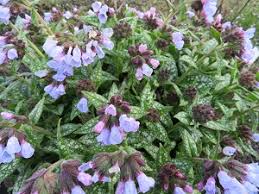 Attēlu rezultāti vaicājumam “Pulmonaria saccharata”