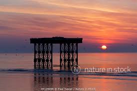 Attēlu rezultāti vaicājumam “Rissa tridactyla adult”