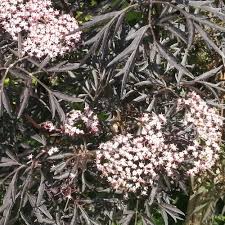 Attēlu rezultāti vaicājumam “Sambucus nigra flower”