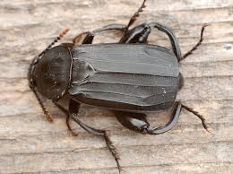 Attēlu rezultāti vaicājumam “Necrodes littoralis”