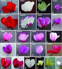 Image result for Cyclamen persicum