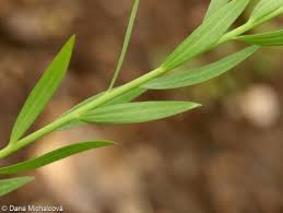 Attēlu rezultāti vaicājumam “Linum usitatissimum leaf”