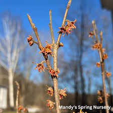 Attēlu rezultāti vaicājumam “Hamamelis vernalis bud”