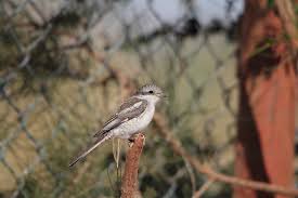 Image result for Lanius nubicus