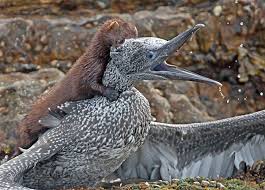 Attēlu rezultāti vaicājumam “Mustela vison”