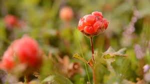 Attēlu rezultāti vaicājumam “Rubus chamaemorus fruit”