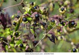 Attēlu rezultāti vaicājumam “Silene baccifera fruit”