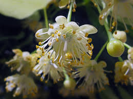 Attēlu rezultāti vaicājumam “Tilia platyphyllos subsp. cordifolia flower”