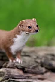 Attēlu rezultāti vaicājumam “Mustela nivalis adult”