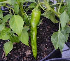 Afbeeldingsresultaat voor numex chimayo hot pepper