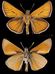 Attēlu rezultāti vaicājumam “Thymelicus sylvestris underside”