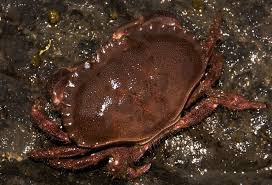 Image result for Cancer irroratus