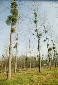 Attēlu rezultāti vaicājumam “Viscum album leaf”