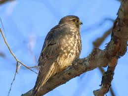 Image result for Falco columbarius