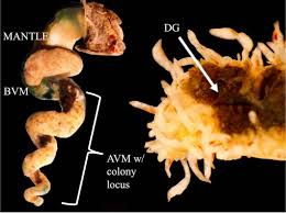 Attēlu rezultāti vaicājumam “Claustria didermoides macro”
