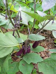 Afbeeldingsresultaat voor slim jim eggplant