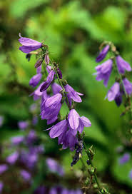 Image result for Campanula rapunculus