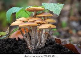 Attēlu rezultāti vaicājumam “Galerina marginata”