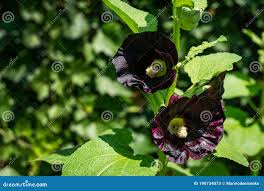 Image result for Alcea rosea nigra