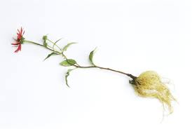 Attēlu rezultāti vaicājumam “Echinacea purpurea bud”