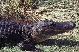 Image result for Alligator mississippiensis