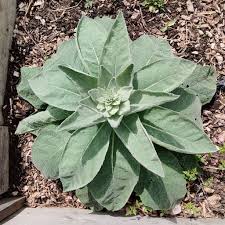 Attēlu rezultāti vaicājumam “Verbascum thapsus leaf”