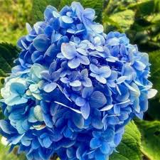 Attēlu rezultāti vaicājumam “Hydrangea”