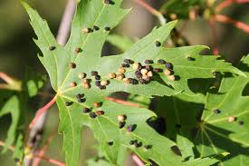Attēlu rezultāti vaicājumam “Vasates quadripedes”