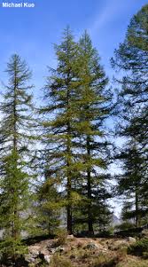 Attēlu rezultāti vaicājumam “Larix decidua”