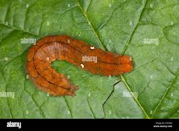 Attēlu rezultāti vaicājumam “Habrosyne pyritoides”