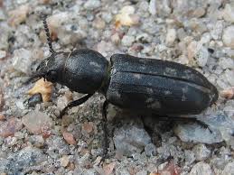 Attēlu rezultāti vaicājumam “Spondylis buprestoides”