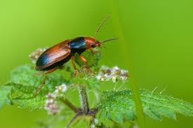 Attēlu rezultāti vaicājumam “Diachromus germanus”