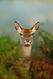 Attēlu rezultāti vaicājumam “Cervus elaphus”