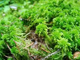 Attēlu rezultāti vaicājumam “Sphagnum palustre”